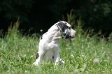 DOGUE ALLEMAND 401